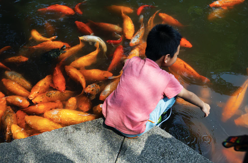 A Child by a Koi Pond_Pier Francesco Grizi at Unsplash